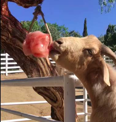 Best salt licks for farm animals ( Wholesale Himalayan salt licks in AJMAN )