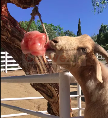 Best salt licks for farm animals ( Wholesale Himalayan salt licks in AJMAN )