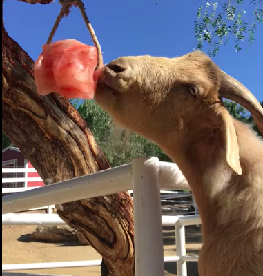 Salt licks for deer and wildlife ( Best Himalayan salt licks for horses in AJMAN )
