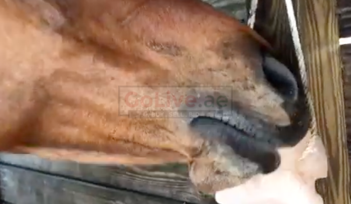 Animal salt licks ( Himalayan salt supplier for retailers in DUBAI )