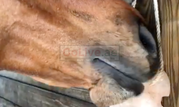 Animal salt licks ( Himalayan salt supplier for retailers in OMAN )