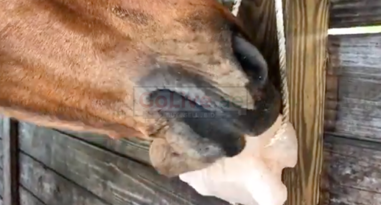 Salt licks for deer and wildlife ( Best Himalayan salt licks for horses in UMM AL QUWAIN )