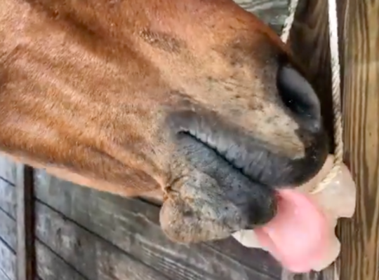 Salt licks for deer and wildlife ( Best Himalayan salt licks for horses in AJMAN )
