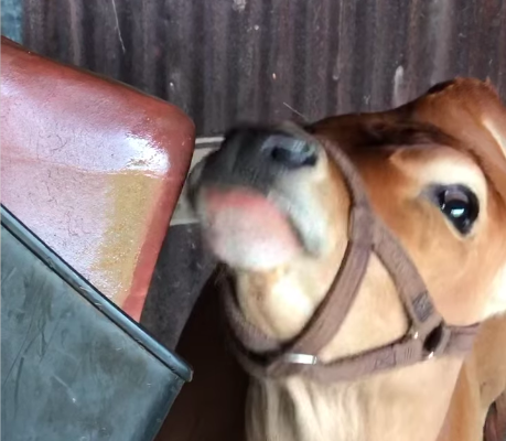 Animal salt licks ( Himalayan salt supplier for retailers in OMAN )