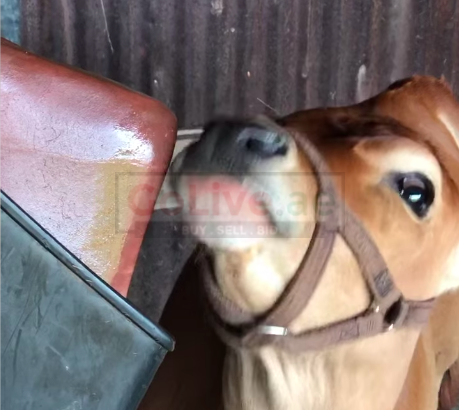 Animal salt licks ( Himalayan salt supplier for retailers in OMAN )