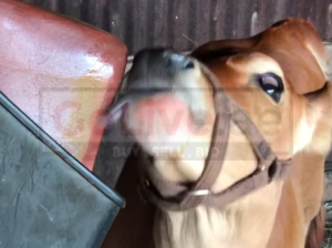 Animal salt licks ( Himalayan salt supplier for retailers in BAHRAIN )