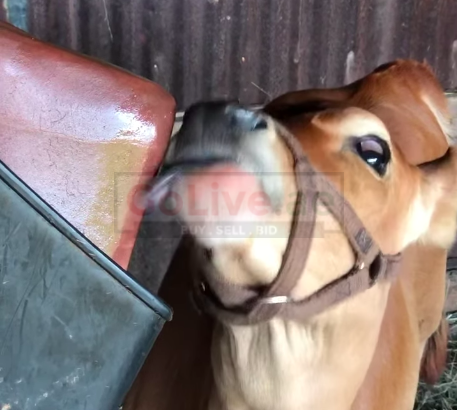 Animal salt licks ( Himalayan salt supplier for retailers in BAHRAIN )