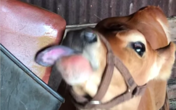 Animal salt licks ( Himalayan salt supplier for retailers in SHARJAH )