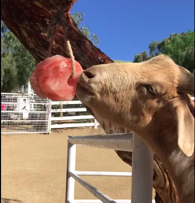 Mineral-rich salt licks for animals ( Himalayan salt blocks for animals in ABU DHABI )