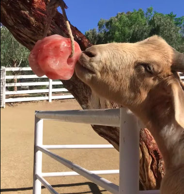 Salt licks for goats and sheep ( Salt licks for livestock in UAE )