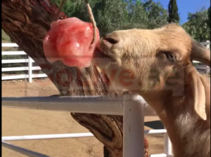 Salt licks for horses and cattle ( Buy pink rock salt for animals in AJMAN )