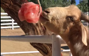Salt licks for horses and cattle ( Buy pink rock salt for animals in AJMAN )