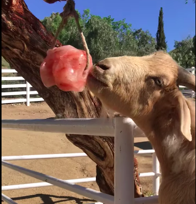 Salt licks for horses and cattle ( Buy pink rock salt for animals in AJMAN )