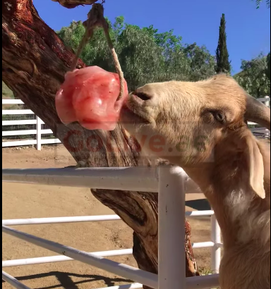 Salt licks for horses and cattle ( Buy pink rock salt for animals in AJMAN )