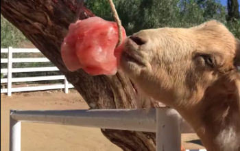 Salt licks for horses and cattle ( Buy pink rock salt for animals in UAE )