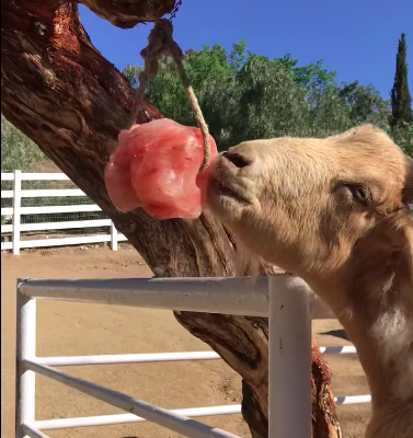 Salt licks for horses and cattle ( Buy pink rock salt for animals in UAE )