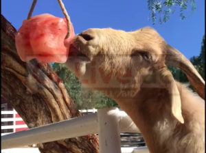 Salt licks for zoo animals ( Order natural salt blocks for animals in Bahrain )