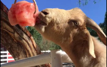 Salt licks for zoo animals ( Order natural salt blocks for animals in Bahrain )