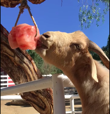 Salt licks for zoo animals ( Order natural salt blocks for animals in Bahrain )