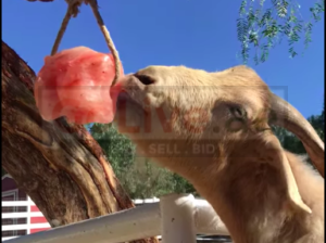 Organic salt licks for animals ( Himalayan salt licks for animals in SHARJAH )