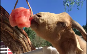 Organic salt licks for animals ( Himalayan salt licks for animals in SHARJAH )