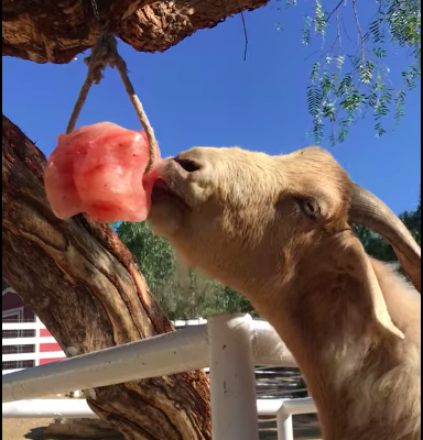 Organic salt licks for animals ( Himalayan salt licks for animals in SHARJAH )