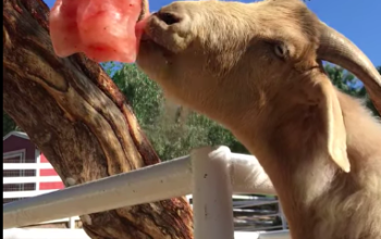 Salt licks for horses and cattle ( Buy pink rock salt for animals in UMM AL QUWAIN )