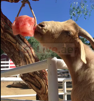 Salt licks for horses and cattle ( Buy pink rock salt for animals in UMM AL QUWAIN )