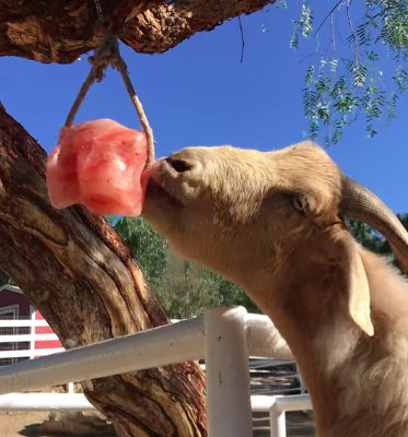 Salt licks for horses and cattle ( Buy pink rock salt for animals in RAS AL KHAIMAH )
