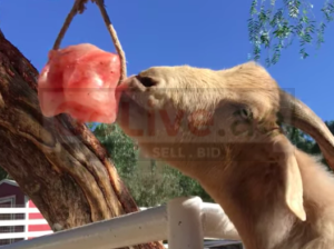 Salt licks for horses and cattle ( Buy pink rock salt for animals in DUBAI )