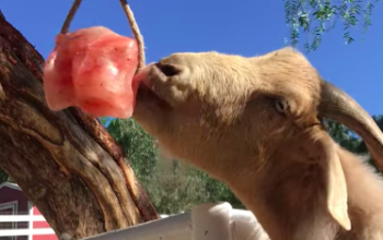 Salt licks for horses and cattle ( Buy pink rock salt for animals in DUBAI )