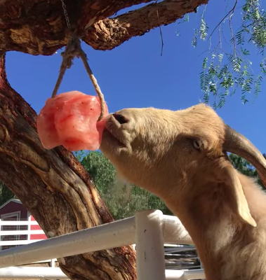 Wildlife salt licks for deer ( Suppliers of Himalayan salt licks in BAHRAIN )
