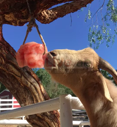 Wildlife salt licks for deer ( Suppliers of Himalayan salt licks in BAHRAIN )