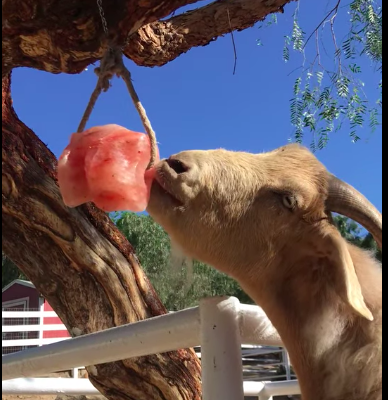Wildlife salt licks for deer ( Suppliers of Himalayan salt licks in RAS AL KHAIMAH )