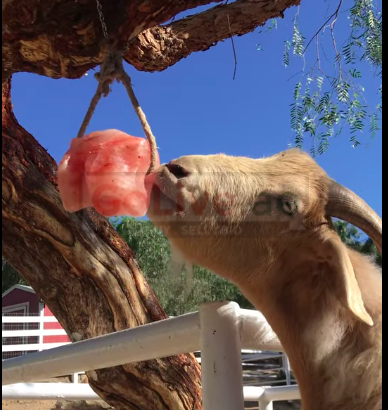 Wildlife salt licks for deer ( Suppliers of Himalayan salt licks in RAS AL KHAIMAH )