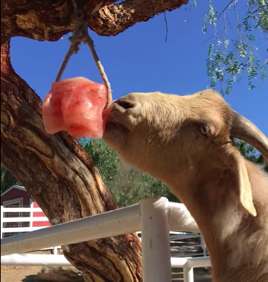 Wildlife salt licks for deer ( Suppliers of Himalayan salt licks in AJMAN )