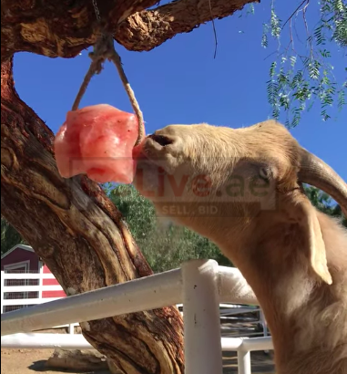 Wildlife salt licks for deer ( Suppliers of Himalayan salt licks in AJMAN )