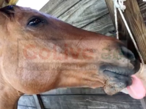 Salt licks for goats and sheep ( Salt licks for livestock in AJMAN )