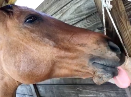 Durable Himalayan salt licks for horses (Organic Himalayan salt Supplier in SAUDI ARABIA )