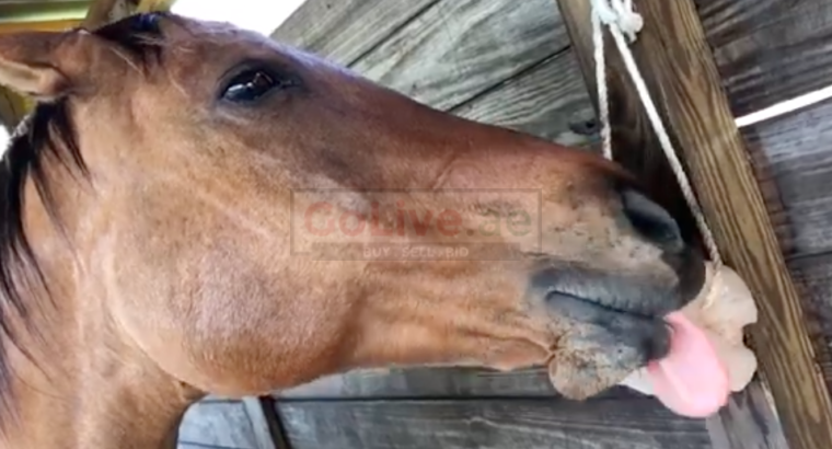 Durable Himalayan salt licks for horses (Organic Himalayan salt Supplier in SAUDI ARABIA )