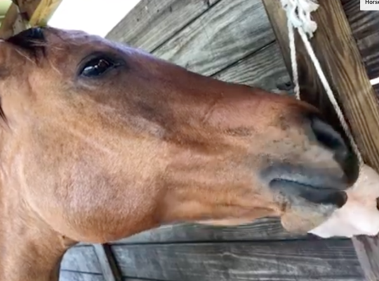 Salt licks for horses and cattle ( Buy pink rock salt for animals in QATAR )