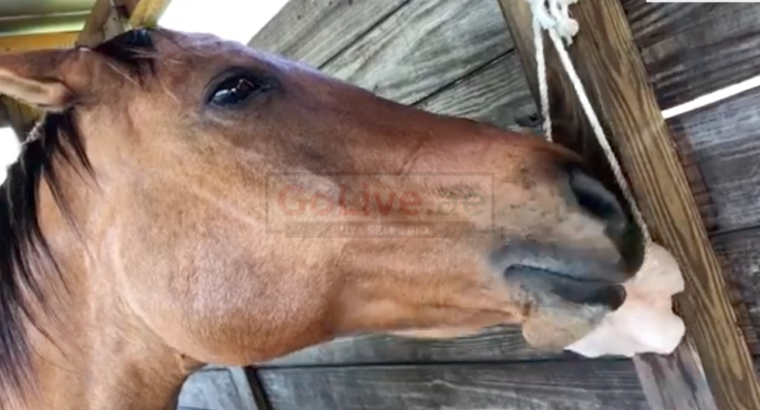 Salt licks for horses and cattle ( Buy pink rock salt for animals in QATAR )