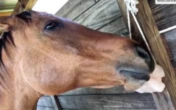 Salt licks for horses and cattle ( Buy pink rock salt for animals in BAHRAIN )