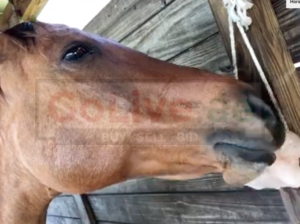 Salt licks for zoo animals ( Order natural salt blocks for animals in Qatar )