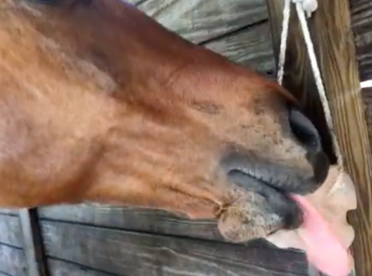 Salt licks for horses and cattle ( Buy pink rock salt for animals in AJMAN )