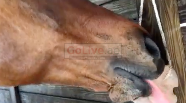 Salt licks for horses and cattle ( Buy pink rock salt for animals in UMM AL QUWAIN )