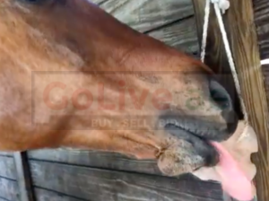 Salt licks for horses and cattle ( Buy pink rock salt for animals in SHARJAH )