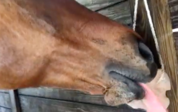Salt licks for horses and cattle ( Buy pink rock salt for animals in SHARJAH )