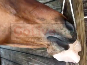 Salt licks for horses and cattle ( Buy pink rock salt for animals in KUWAIT )