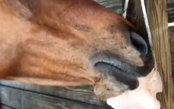 Salt licks for horses and cattle ( Buy pink rock salt for animals in KUWAIT )